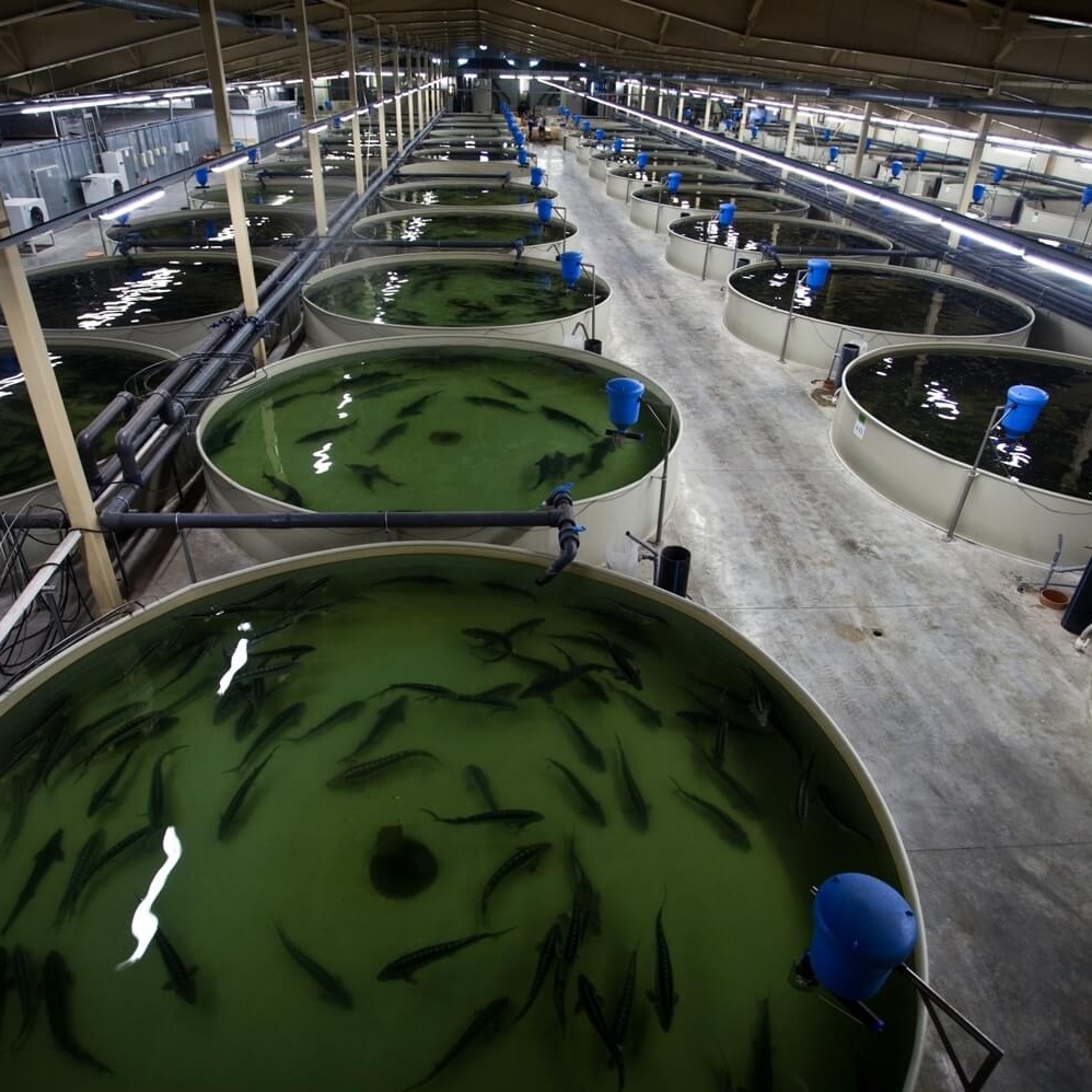 Рыбная ферма 2.jpg